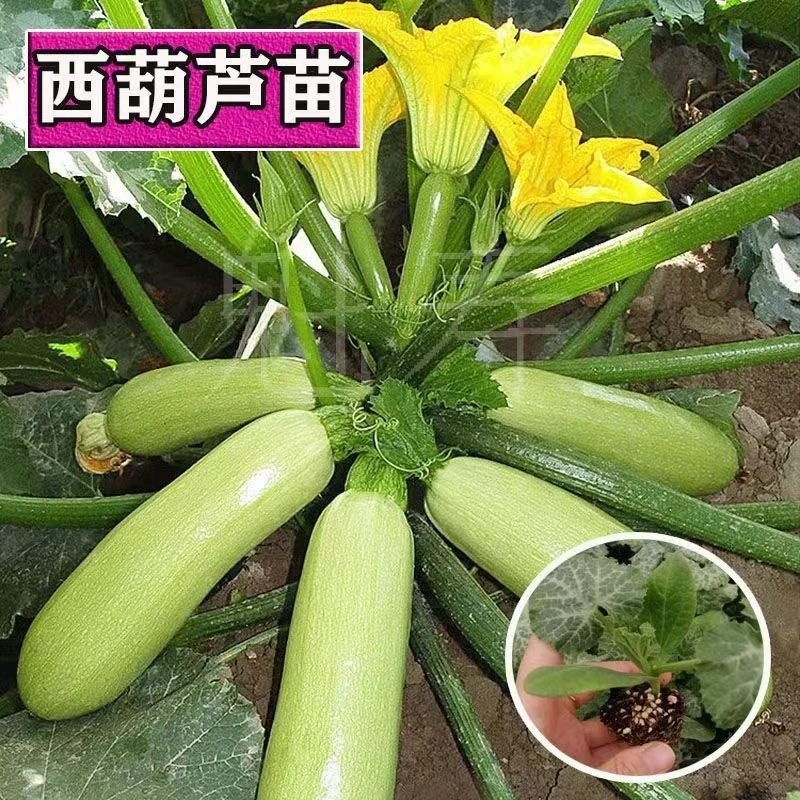 绿条西葫芦秧苗高产早熟抗病四季盆栽阳台庭院蔬菜苗各种种子秧苗