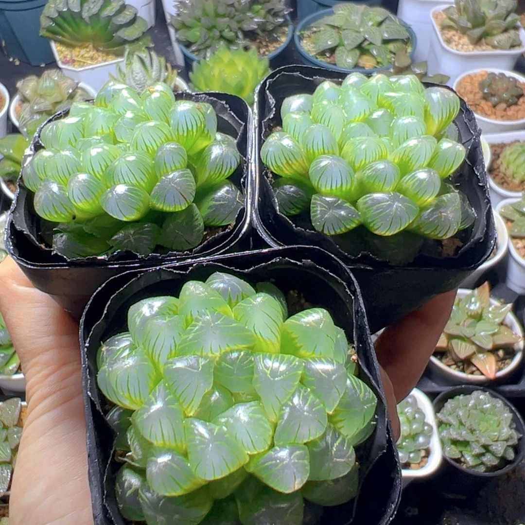 糯肌玉露多肉多肉多肉3颗