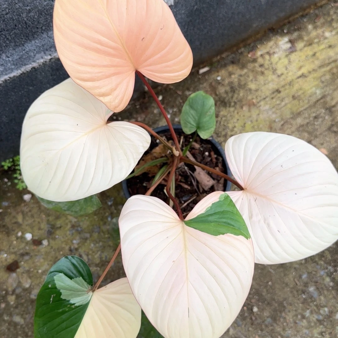 举****339-1109泰国发货千年健