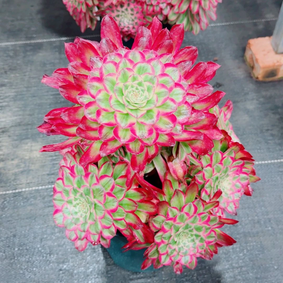 多肉植物发货发货