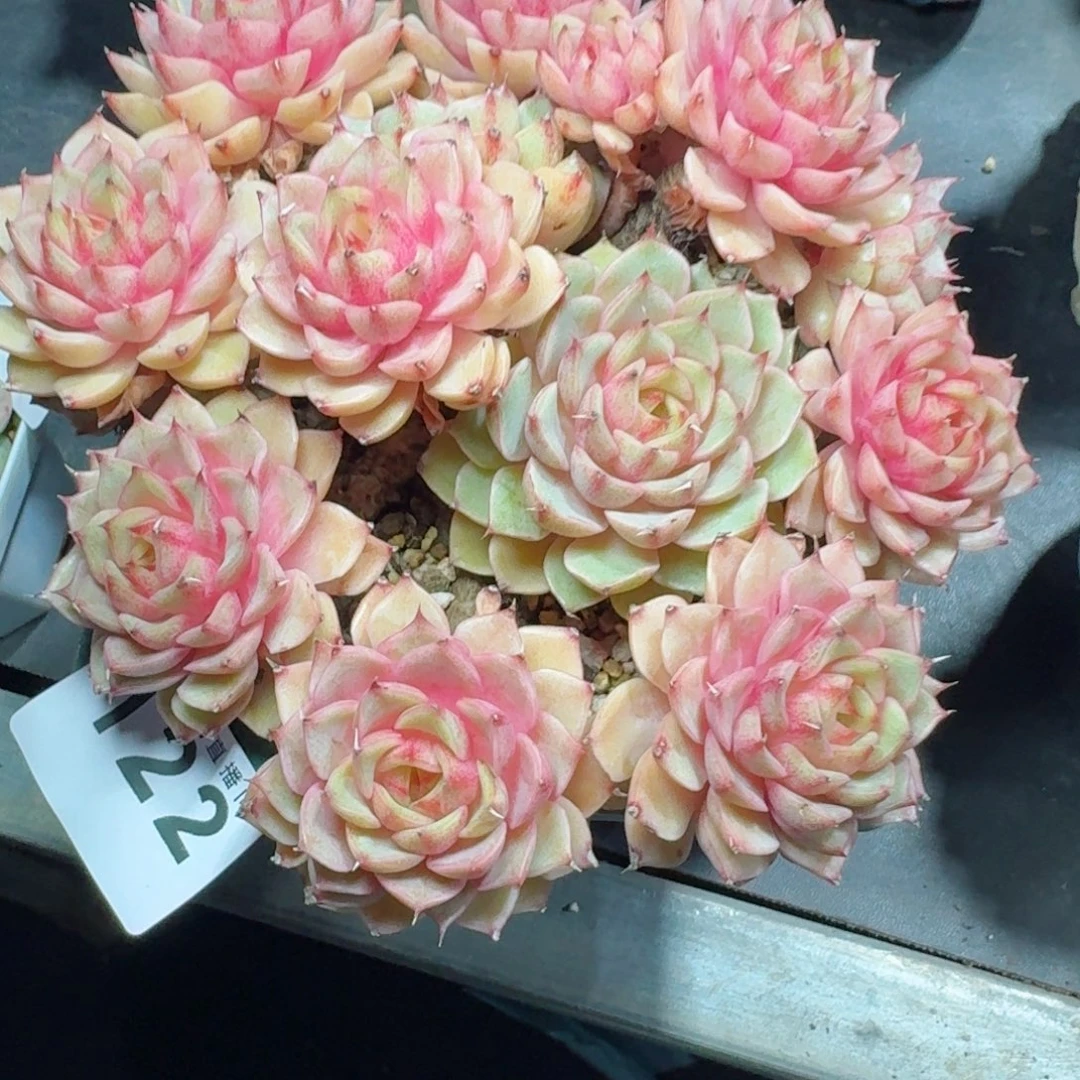 笨吧帝斯      愿你一路坦途，乘风破浪展宏图