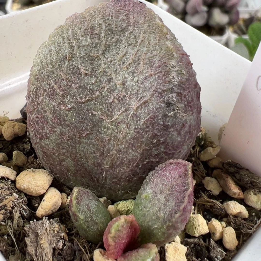 w哈莫猪肝多肉植物水泡