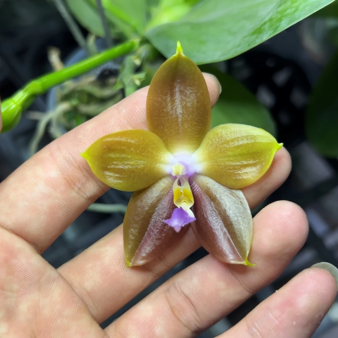 完全开放l862三寸22192