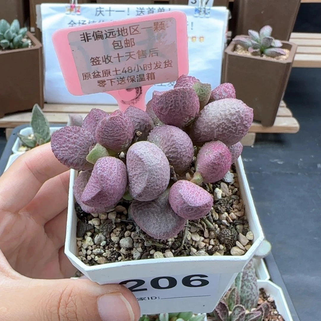 206夏娃多肉植物