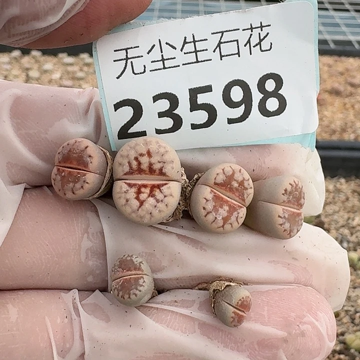 丫***仔23598清框特价热唇