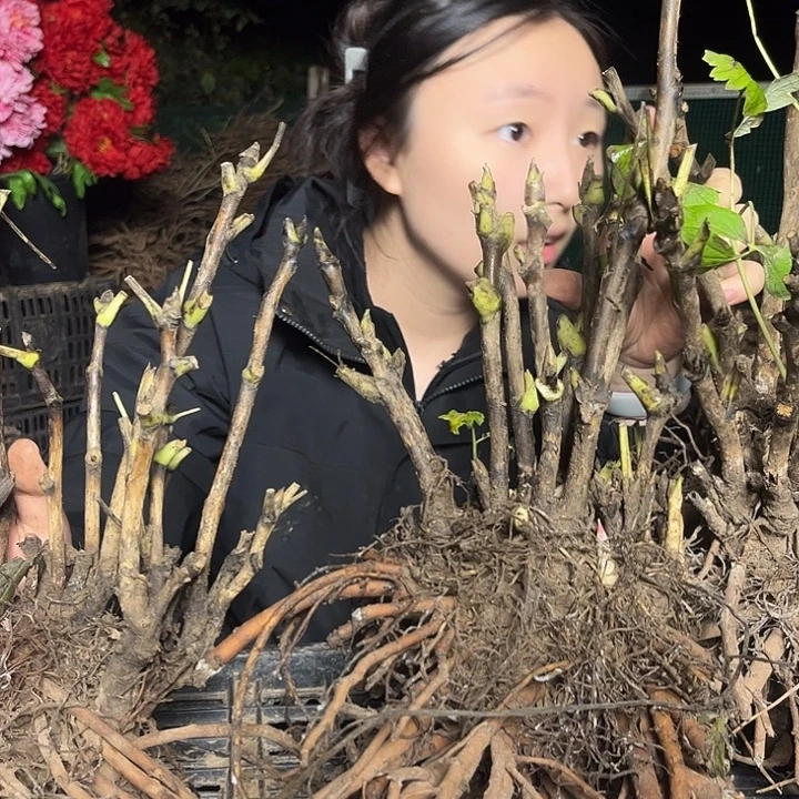 无花朵一物一拍牡丹