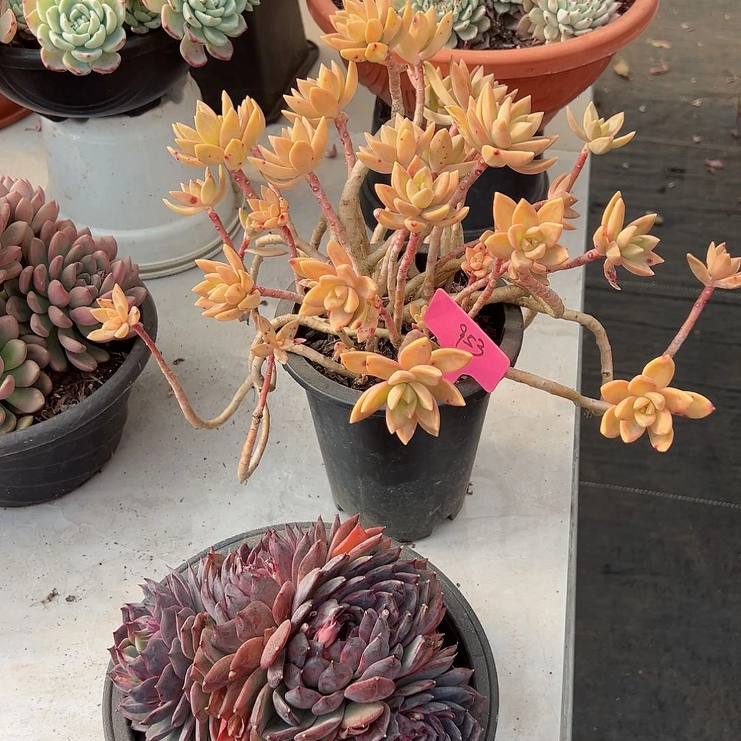 三**花953布丁多肉植物