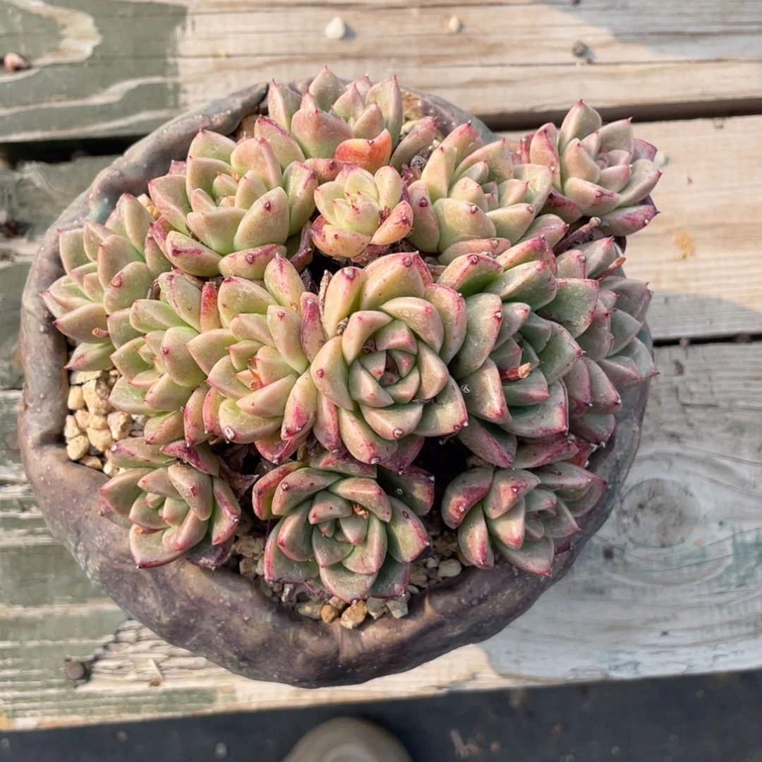 么*龙石英清台子不包断枝20