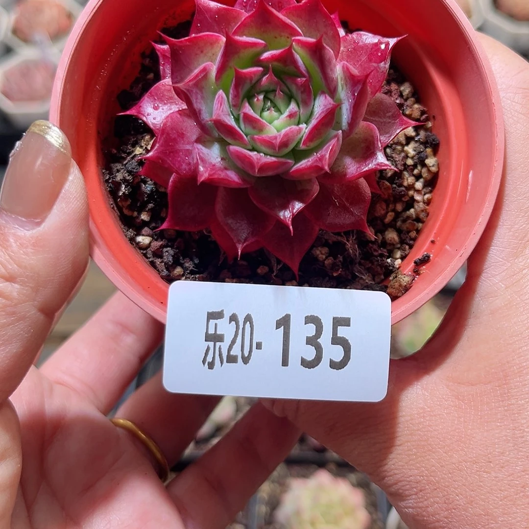 乐20-135 小海螺单头