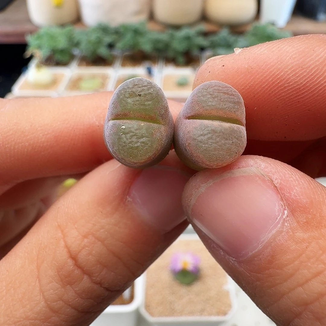 多肉植物福利肉锥333