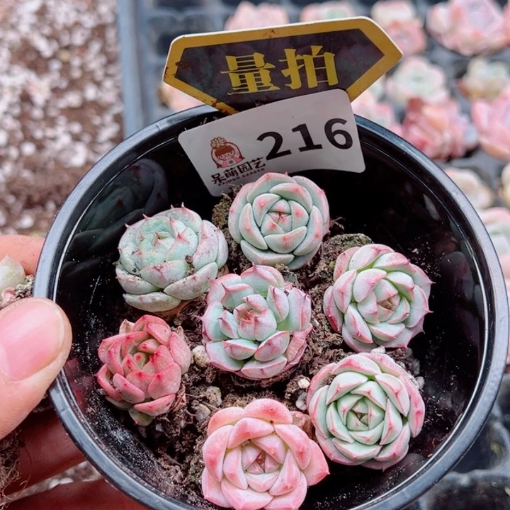 多肉植物多肉植物