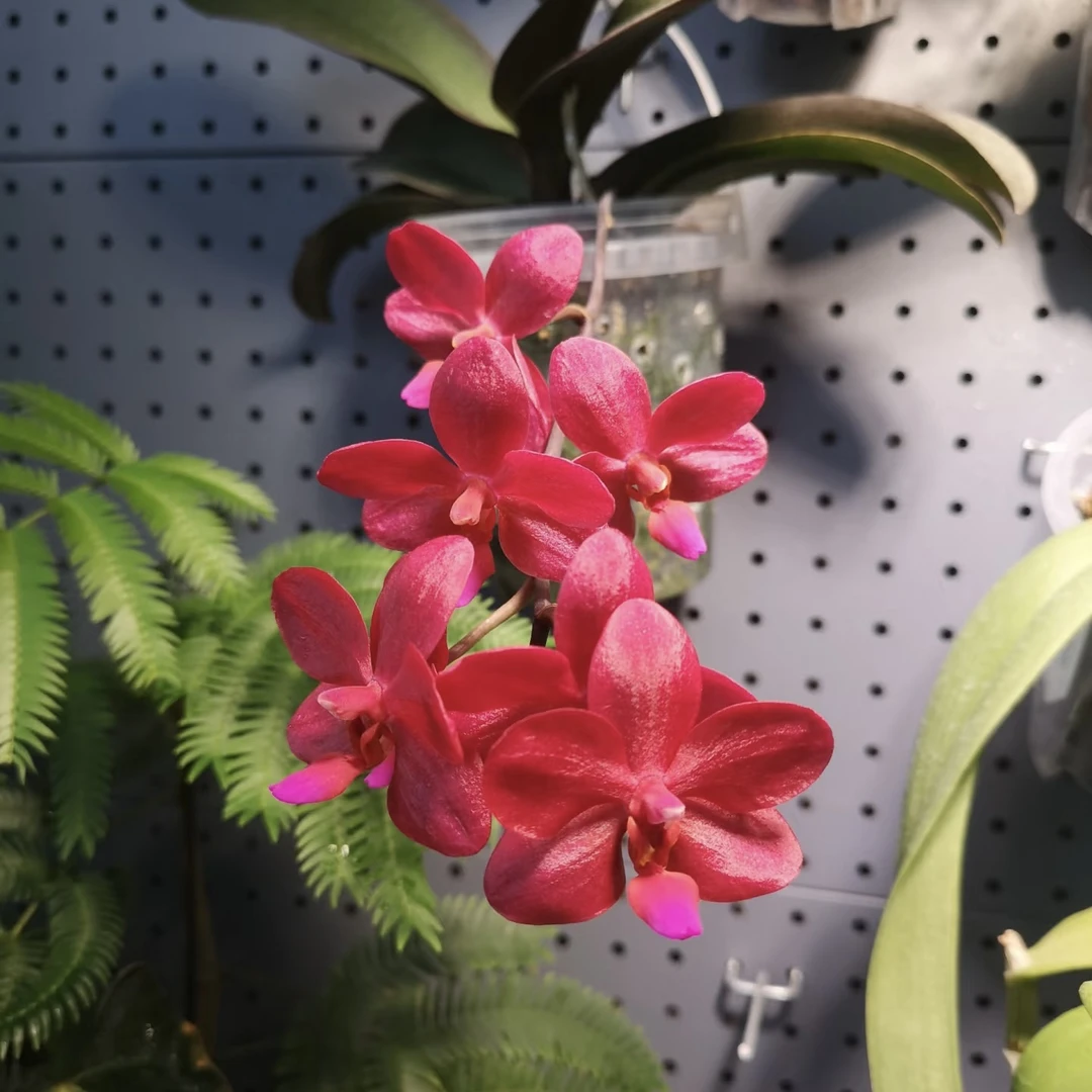 【佛陀宝藏】1.7高货蝴蝶兰 根系不多介意勿拍