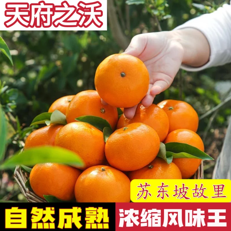 【天府之沃】新鲜水果四川沃柑清香甜橘多汁孕妇产地直发非广西云南