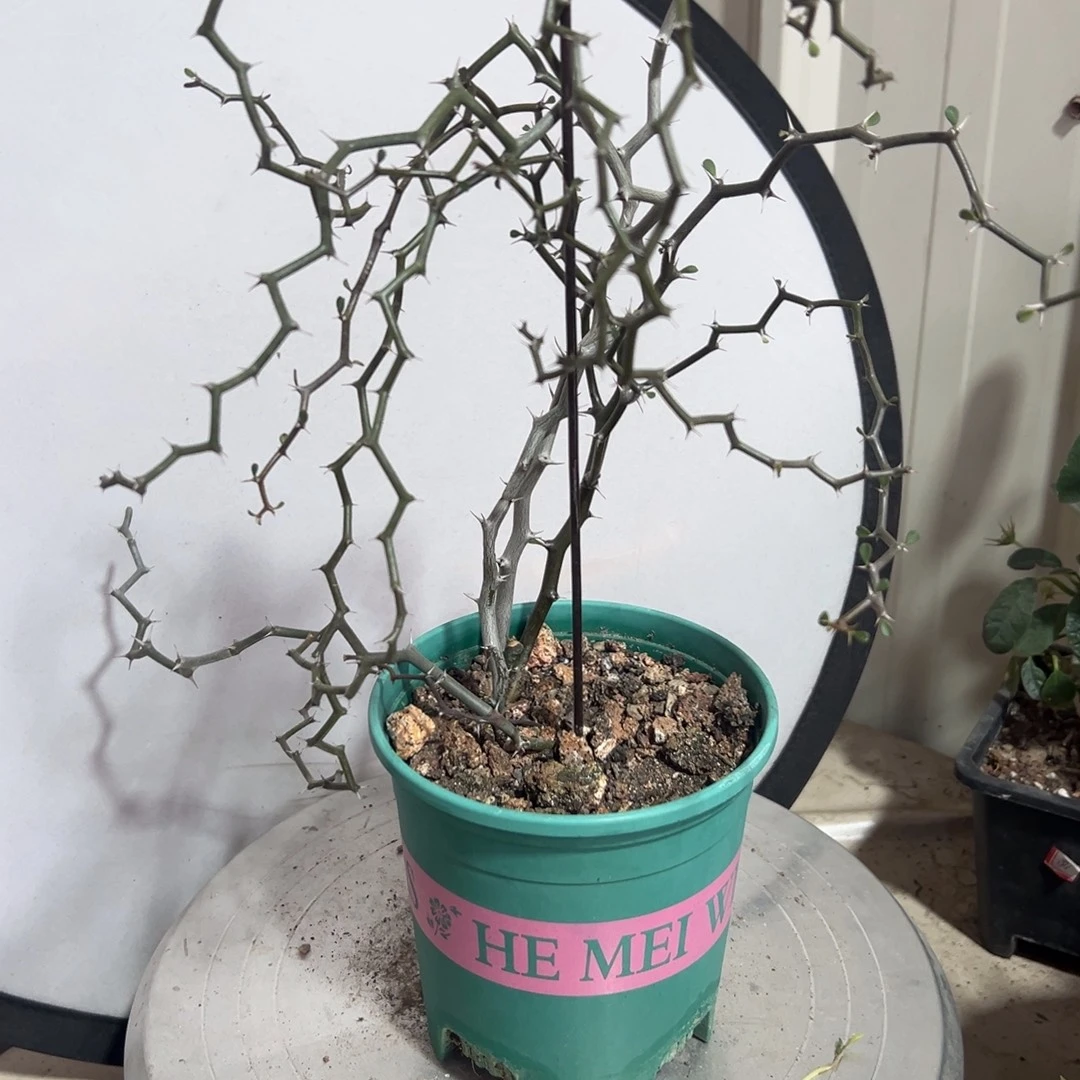 弯曲龙带盆111111