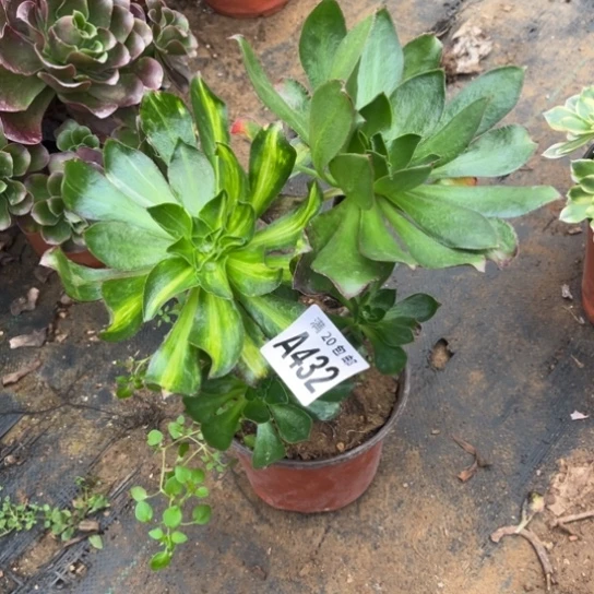 真***累432魅影七彩有砍不包断枝