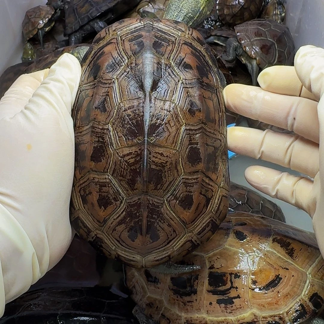 公母搭配宠物龟瑕疵大母