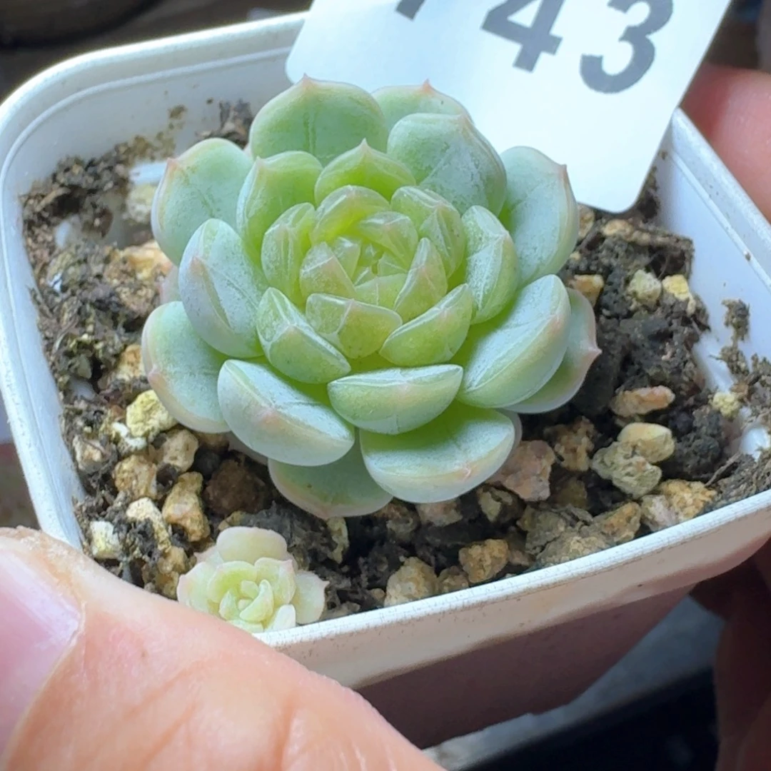 下播福利拍够包邮发货