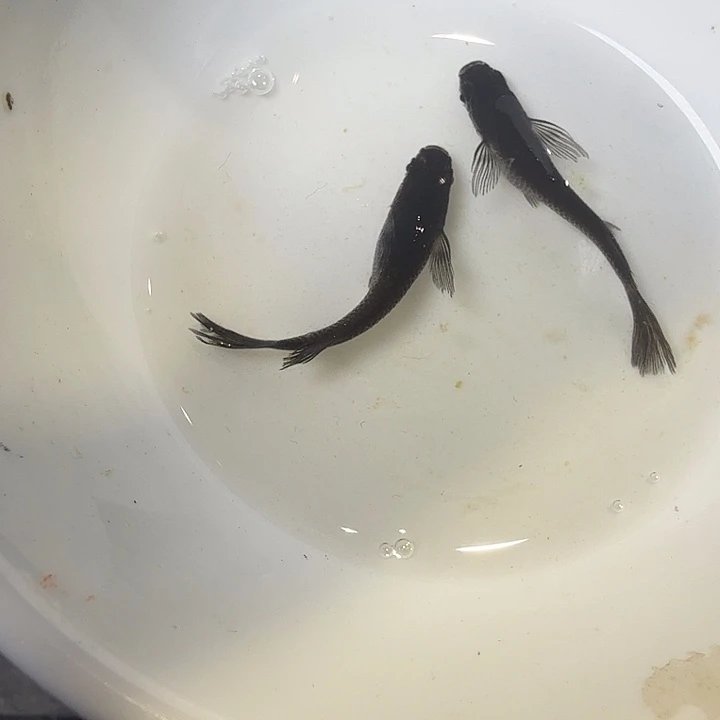 青鳉鱼7号拍品长鳍大蛇