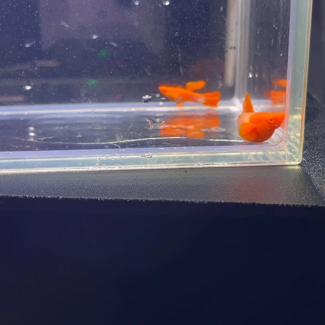 孔雀鱼孔雀鱼孔雀鱼
