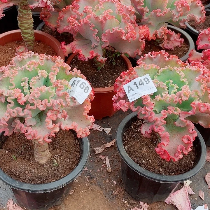 文***君女王花粒号149.166号