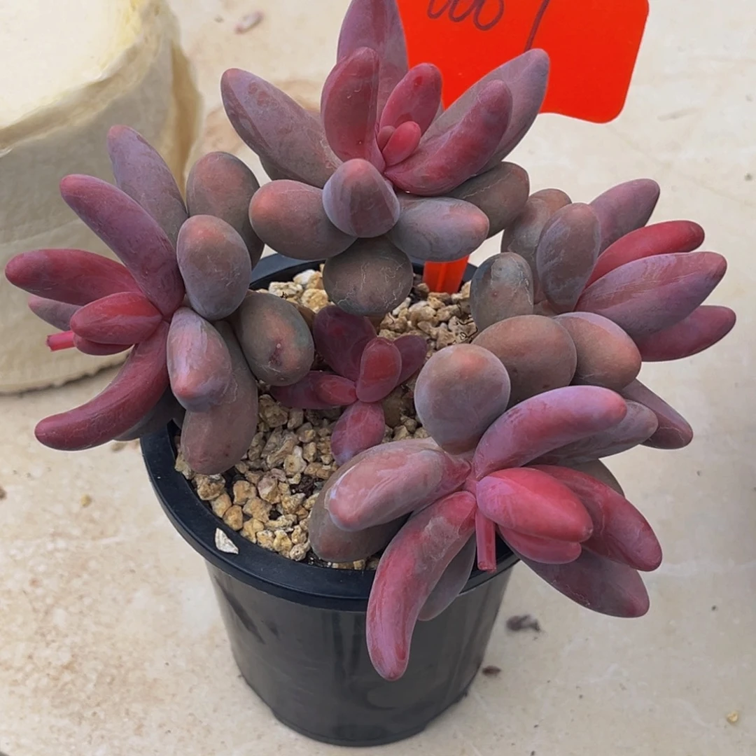 0007号上午多肉植物群生多肉