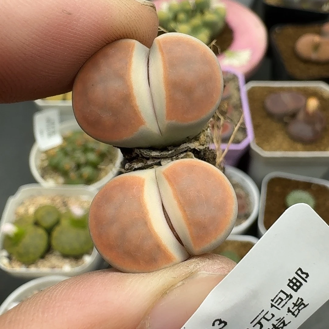 13多肉哈哈哈哈哈哈哈