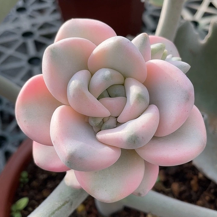 花斑露锦一物一拍