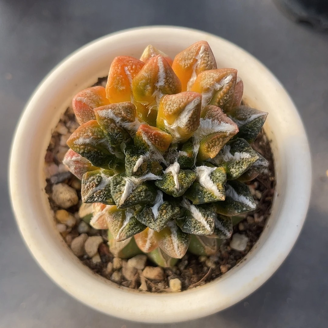 黑牡丹锦嫁接仙人球