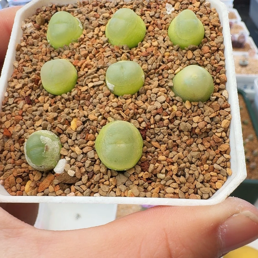 多肉植物拉登打包出单出一颗12选91