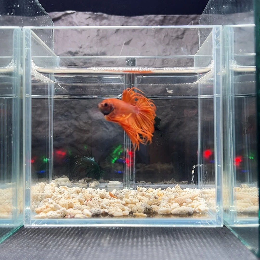 斗鱼精品精品精品精品精品