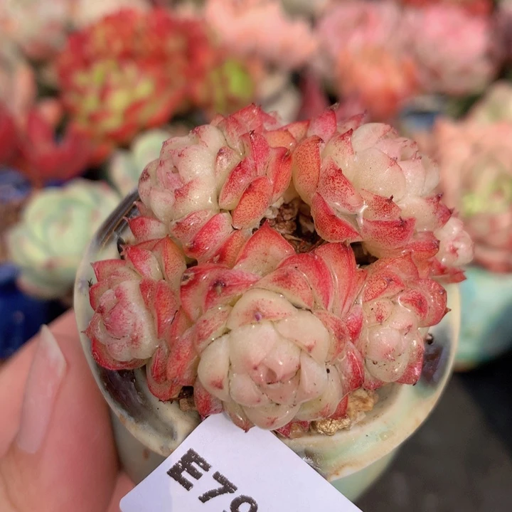 一物一拍含盆土满38包邮E795