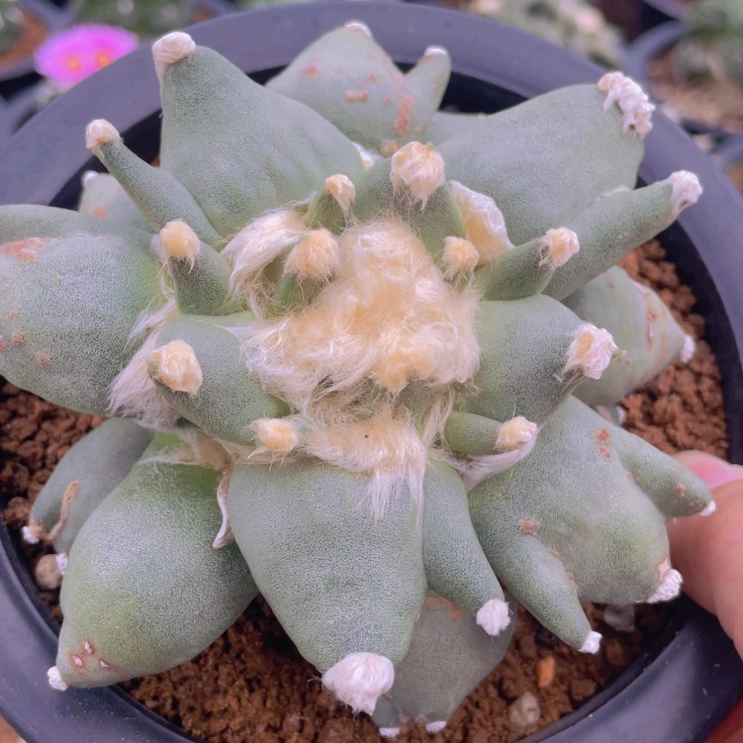 自根三叉叶牡丹福利