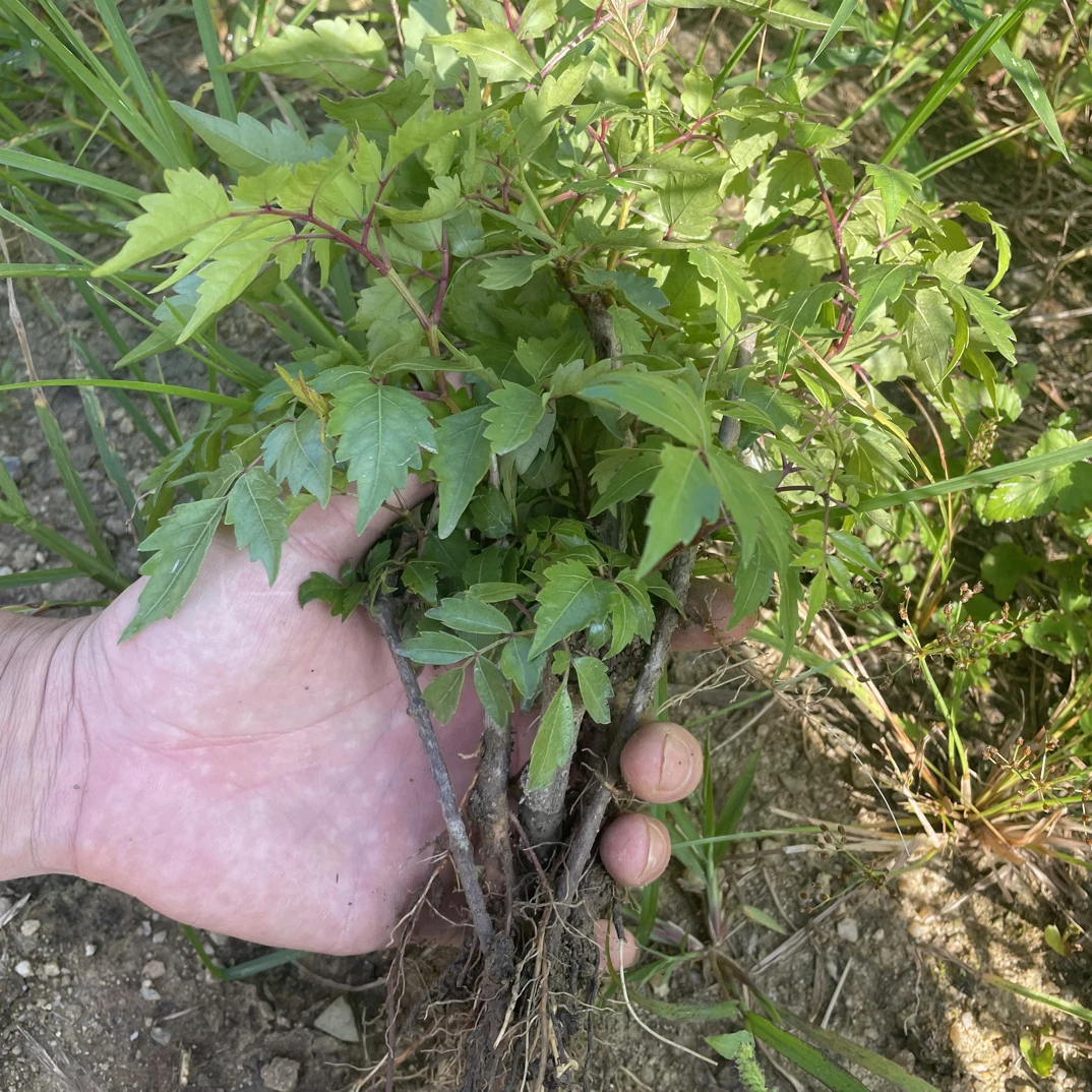 现挖藤茶苗莓茶树苗广西巴马客家白茶湖北恩施来凤藤茶龙须茶叶苗