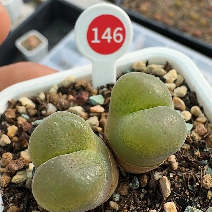 无花朵多肉植物146