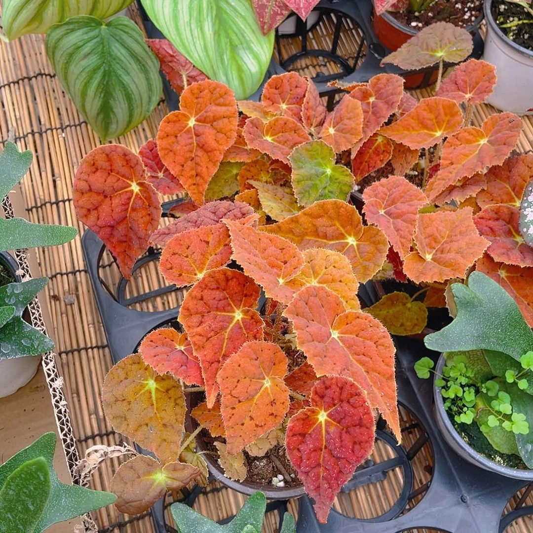 完全开放秋之华秋海棠