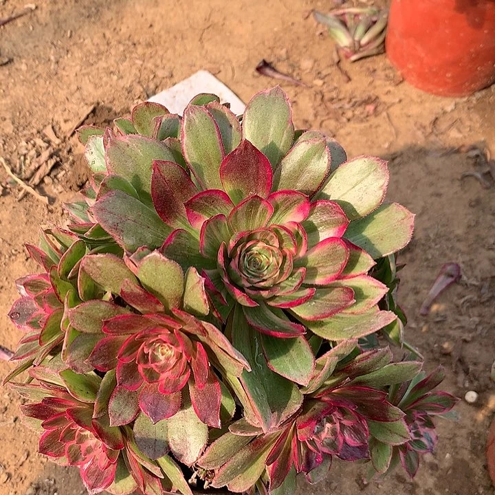 小*子多肉植物粉花妖有砍头60