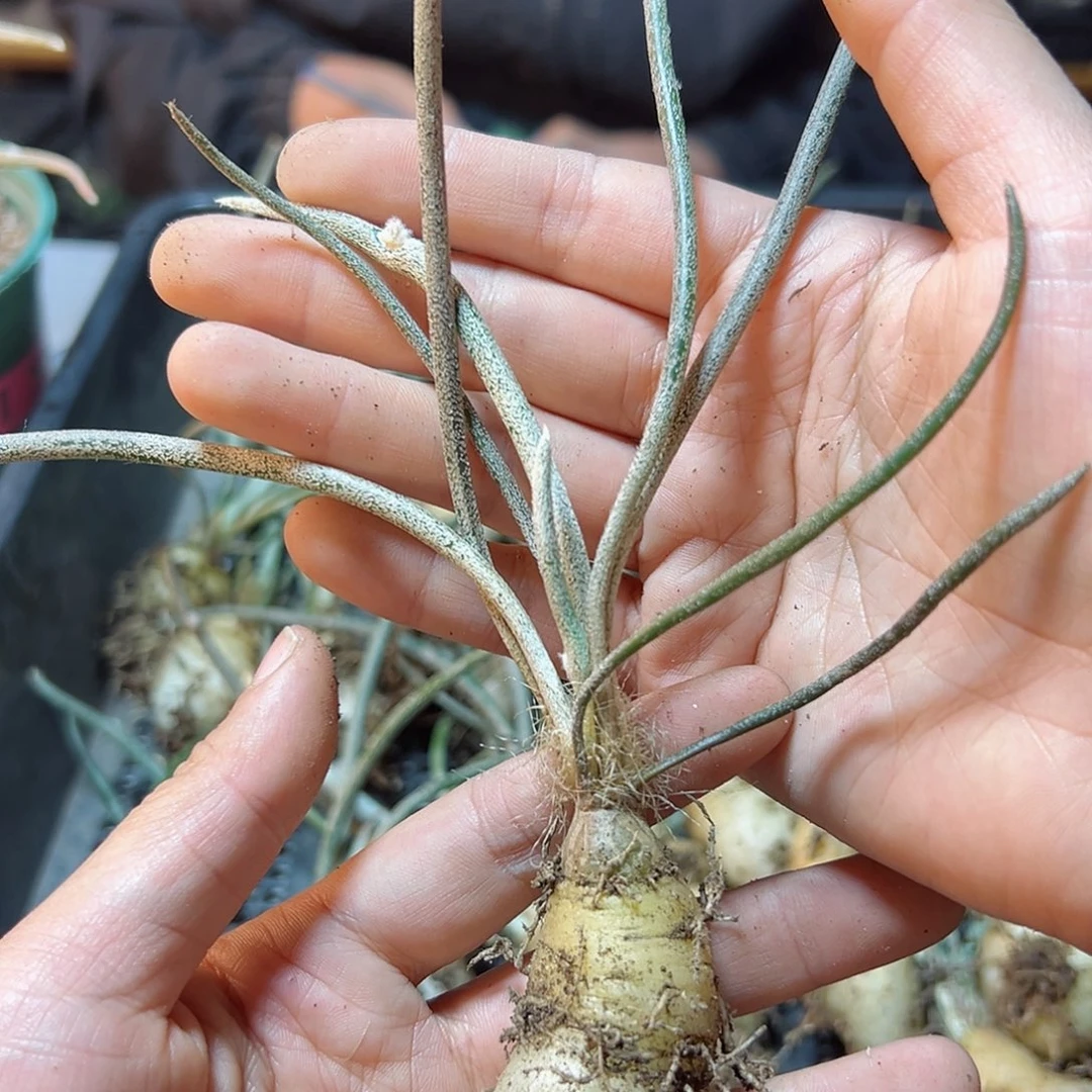 实生美杜莎肚子2公分1颗