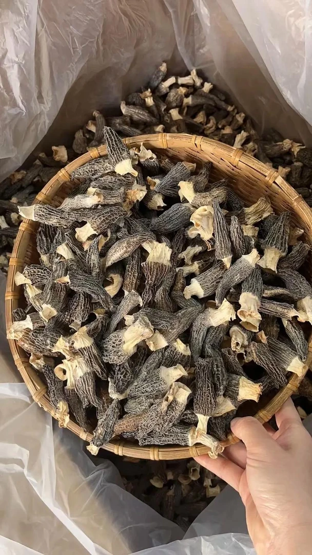 【羊肚～菌】✔农家好物