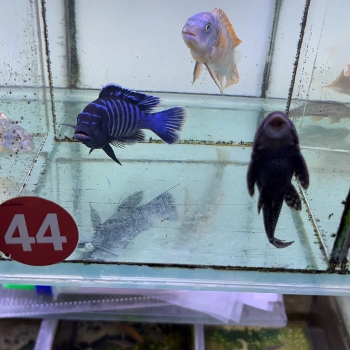 海水鱼三湖慈鲷，热带淡水鱼
