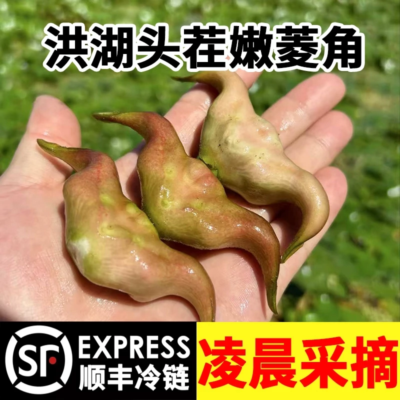 洪湖嫩菱角现摘新鲜生新鲜菱角脆甜嫩生吃顺丰棱角凌角大青菱角米