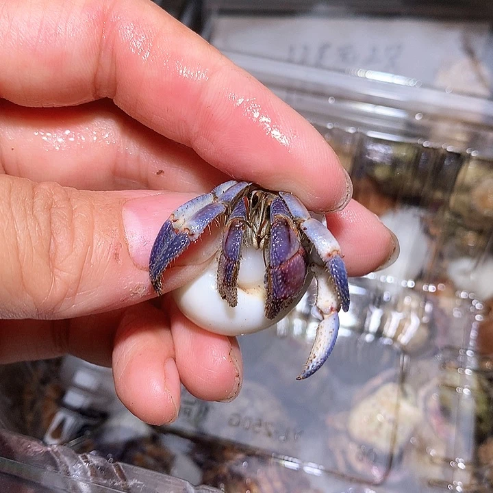 nova专拍奔跑的寄居蟹