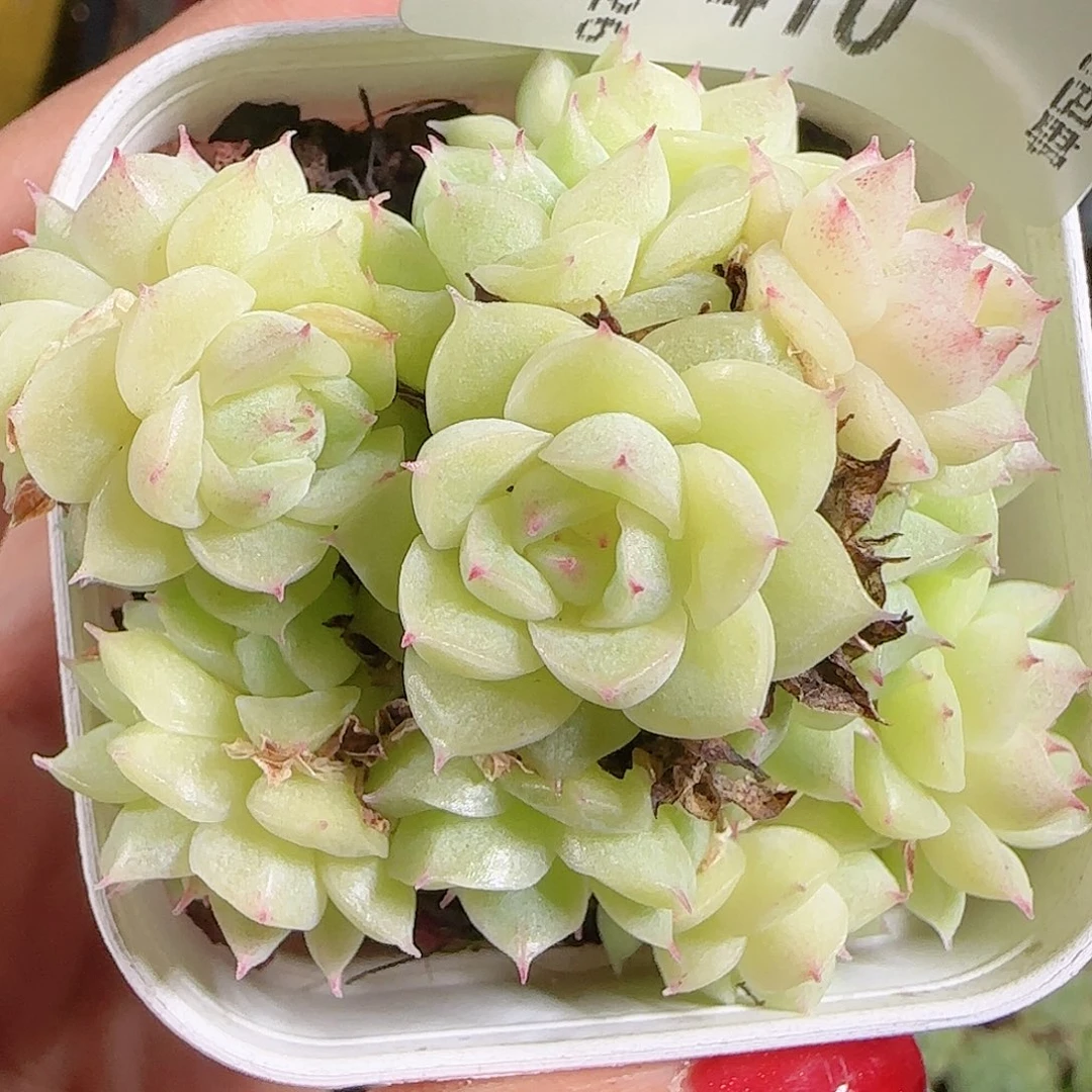 1026-410麦秆优选不包整