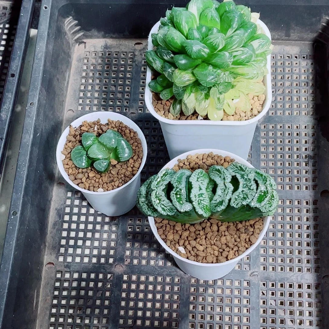 苏州玉露群玄武水晶