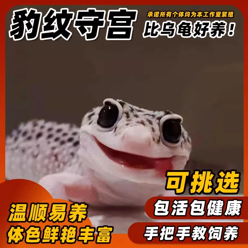 入门级网红宠物豹纹守宫蜥蜴活体温顺不咬人易养活