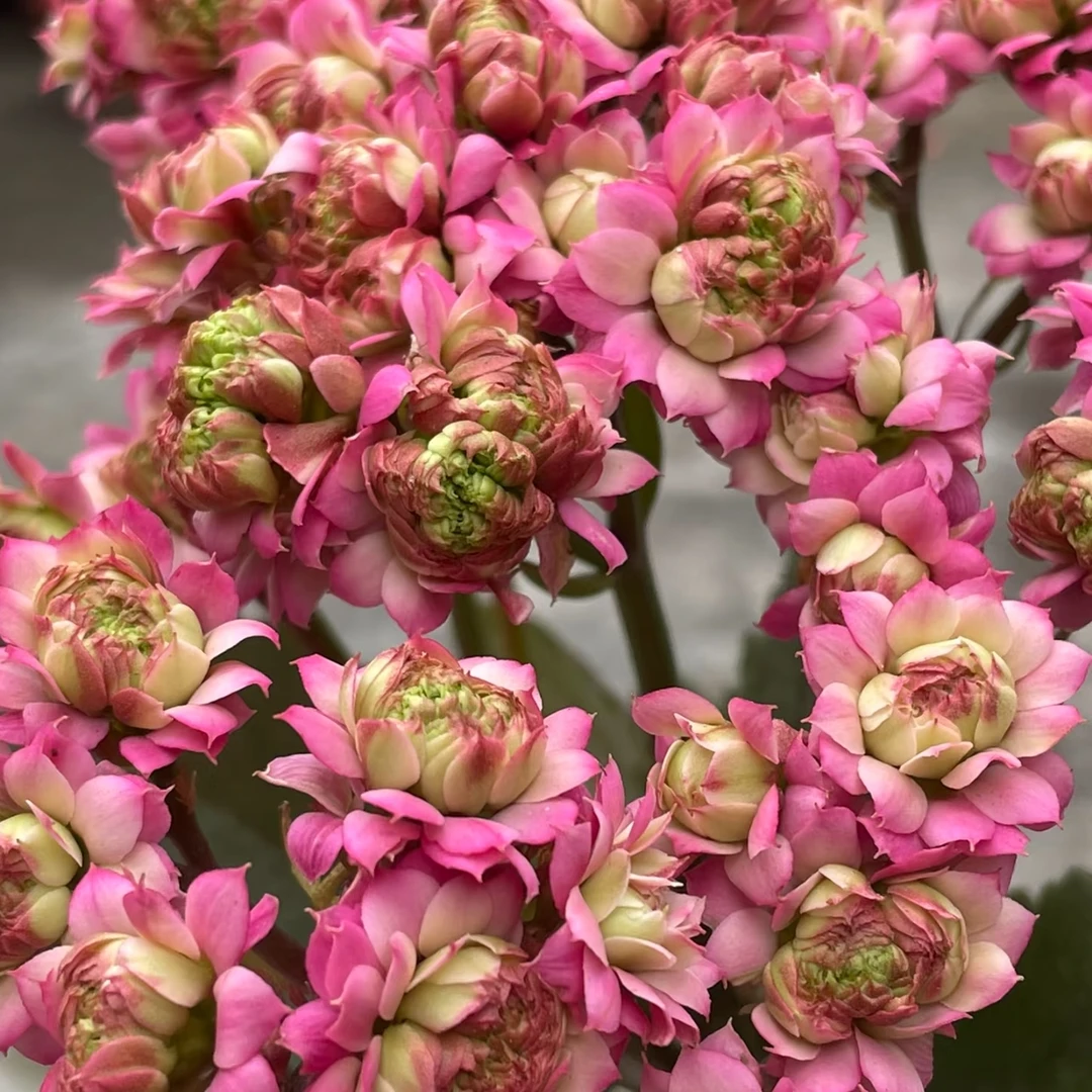 长寿花【巨星】栽花卉庭院阳台新手易养护懒人植物