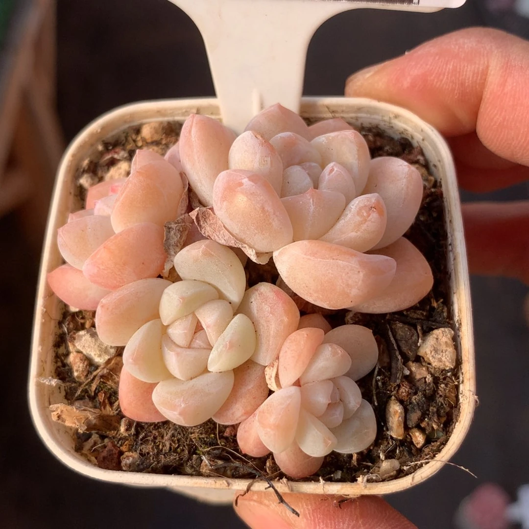 冰玉老桩自然群多肉58包邮