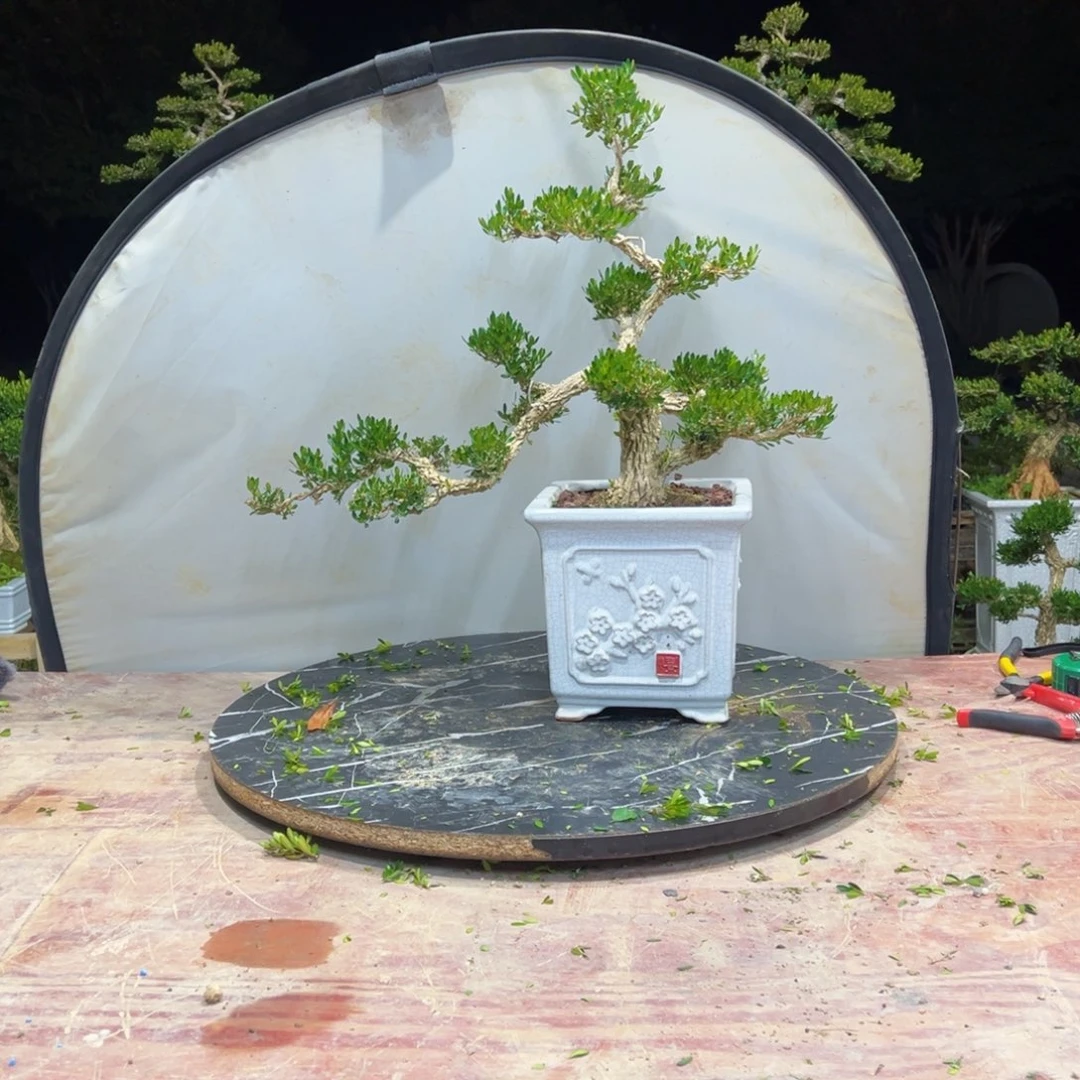 无花朵广东皱皮雀舌黄杨