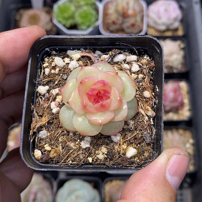 【闪购商品】芝*鱼幽灵公主多肉