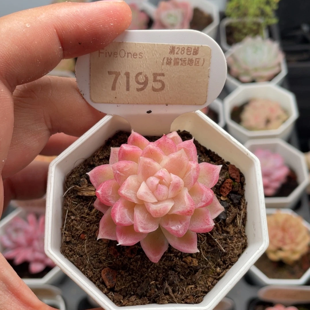 白月影7195-4.5厘米