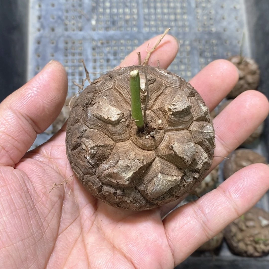 自*火龟甲龙多肉植物一个